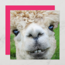 Tarjeta de Navidad divertida de la alpaca