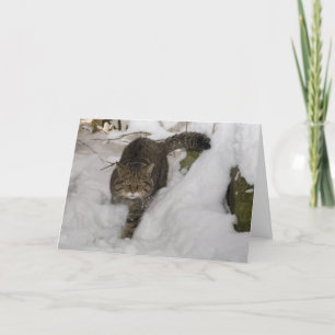 Tarjeta de Navidad - gato montés escocés 4