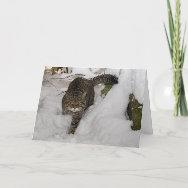 Tarjeta de Navidad - gato montés escocés 4 (Anverso)