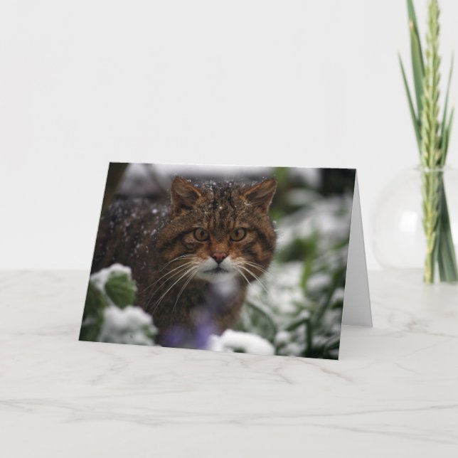 Tarjeta de Navidad - gato montés escocés 6 (Anverso)