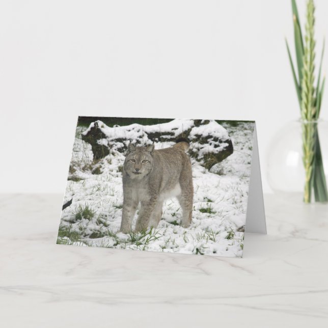 Tarjeta de Navidad - lince siberiano (Anverso)