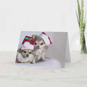 Tarjeta de Navidad linda de las chihuahuas