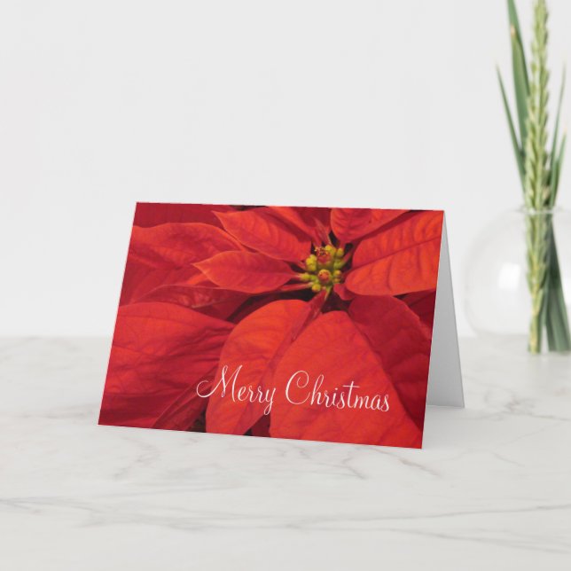 Tarjeta de Navidad roja de Poinsetta (Anverso)