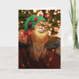Tarjeta de Navidad somalí del gato del gatito del