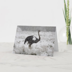 tarjeta de navidades - avestruz