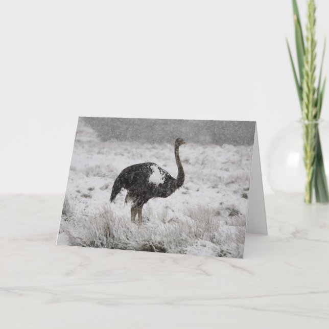 tarjeta de navidades - avestruz (Anverso)