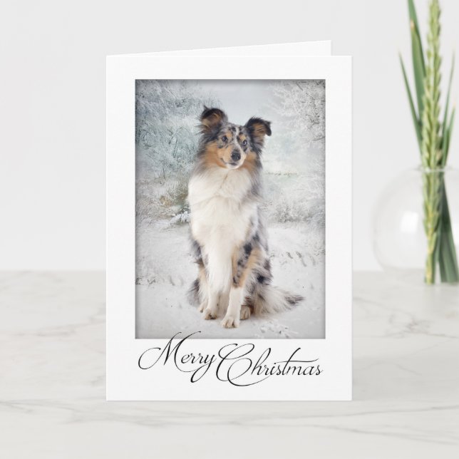 Tarjeta de Navidades Blue Merle Sheltie (Anverso)