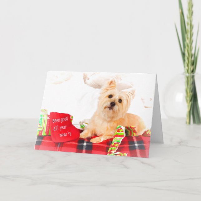 Tarjeta de Navidades Cairn Terrier (Anverso)