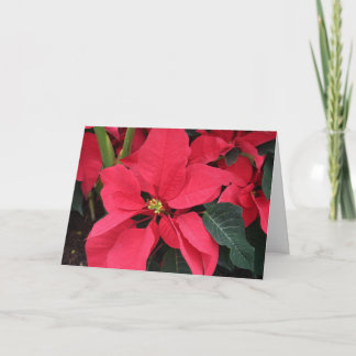 Tarjeta de navidades con poinsettia roja brillante
