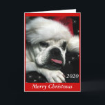 Tarjeta de Navidades de Bulldog inglés.<br><div class="desc">Hermosa foto digital de un viejo bulldog inglés en miniatura. Puede cambiar el color del fondo . Añade tu propio mensaje personal. Hay otros productos de Navidad de bulldog disponibles.</div>