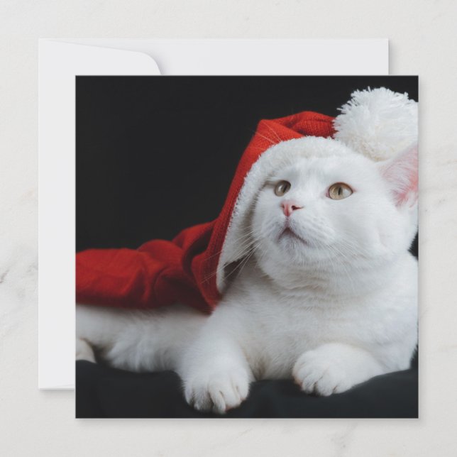 Tarjeta de Navidades de gato blanco (Anverso)