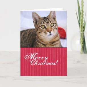 Tarjeta de Navidades de gatos de Tabby