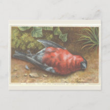 Tarjeta de Navidades de pájaros muertos de Victori