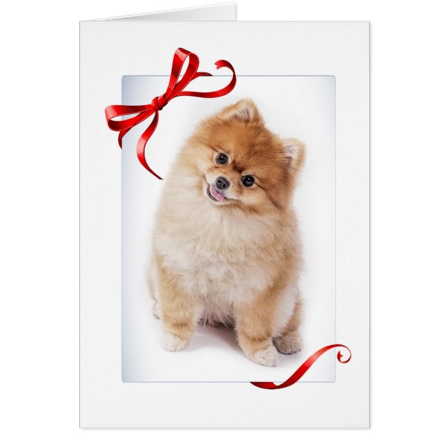 Tarjeta de Navidades de Pomerania (Frente)