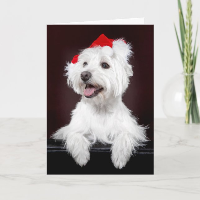 Tarjeta de Navidades de West Highland White Terrie (Anverso)