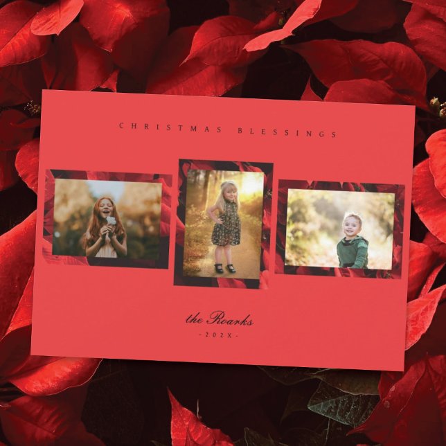 Tarjeta de Navidades fotográficos Poinsettia Petal (Subido por el creador)