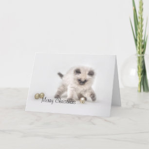Tarjeta de Navidades Ragdoll kitten