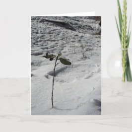 Tarjeta de Navidades "Sprout de Nieve"
