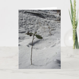 Tarjeta de Navidades "Sprout de Nieve"