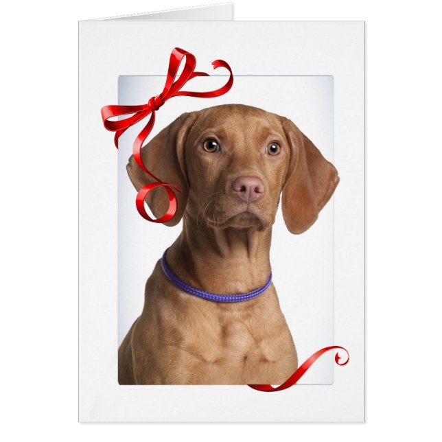 Tarjeta de Navidades Vizsla (Frente)