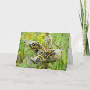 Tarjeta de nota #1 de la familia Milkweed Bugs