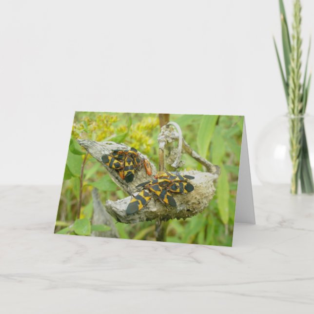 Tarjeta de nota #1 de la familia Milkweed Bugs (Anverso)