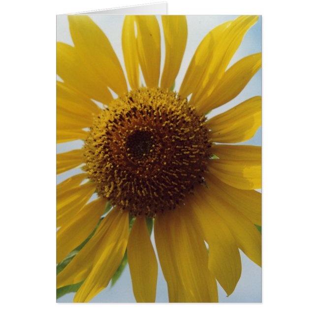 Tarjeta de nota azul cielo amarillo con flores de  (Frente)