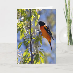 Tarjeta de nota Baltimore Oriole Blank