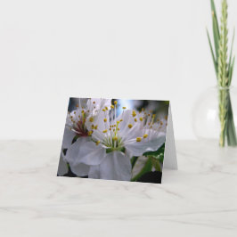 Tarjeta de nota blanca de las flores de cerezo