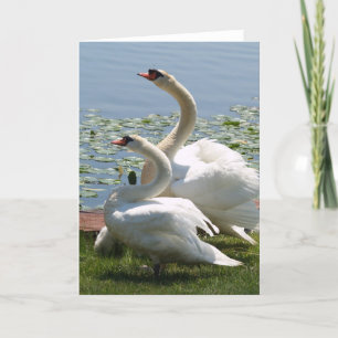 Tarjeta de nota blanca de los cisnes