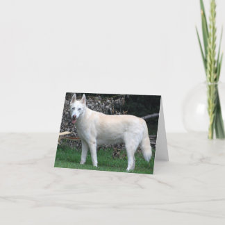 Tarjeta de nota blanca Siberian Husky