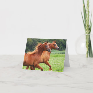 Tarjeta de nota BOGO Colts Blank