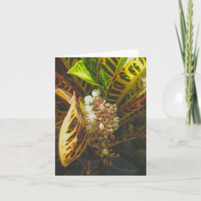 Tarjeta de nota Croton in Bloom (Anverso)
