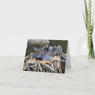 Tarjeta de nota: "Cuatro en una cama" Moorhens