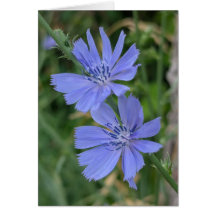 Tarjeta de nota de achicoria