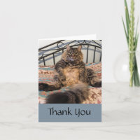 Tarjeta de nota de agradecimiento para gato grande