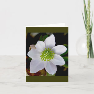 Tarjeta de nota de Anemone