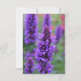 Tarjeta de nota de Anise Hyssop
