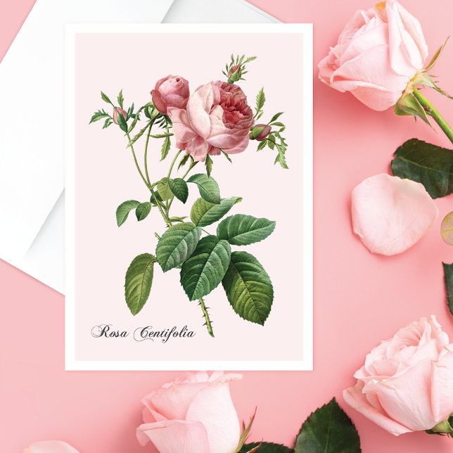 Tarjeta de nota de arte botánico rosa rosa rosa (Subido por el creador)