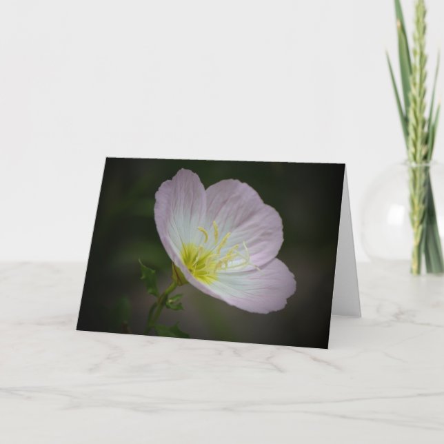 Tarjeta de nota de arte de flor silvestre Primrose (Anverso)