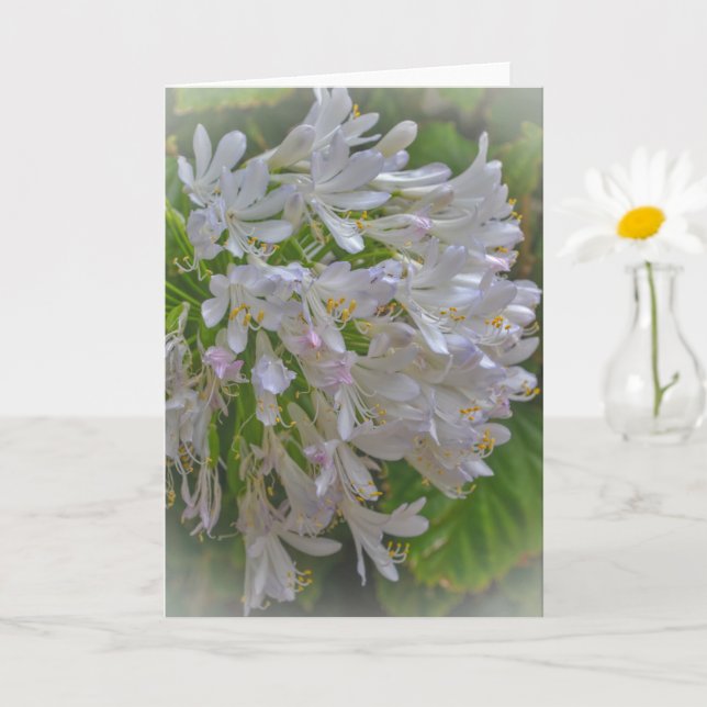 Tarjeta de nota de arte floral de Agapanthus Lily  (Planta pequeña)