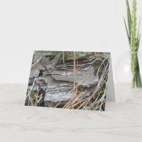 Tarjeta de Nota de Baraja Lob Lolly Pine