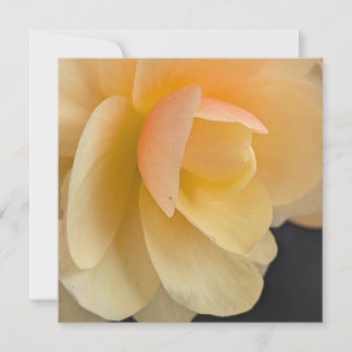 Tarjeta de nota de begonia a mantequilla