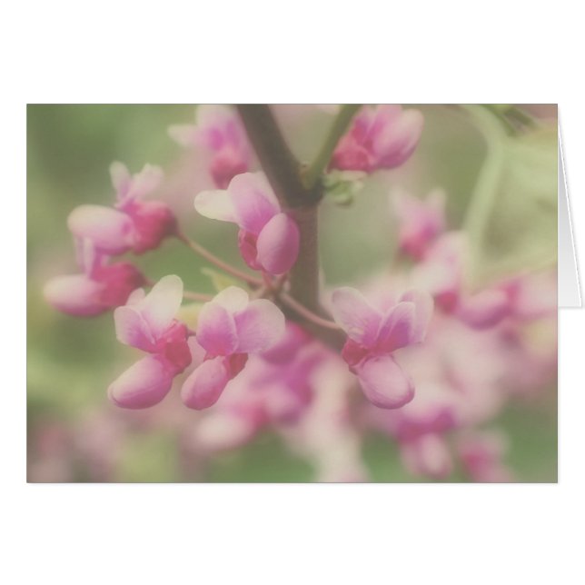 Tarjeta de nota de Blossoms de Redbud (Anverso (Horizontal))
