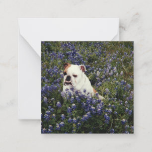 Tarjeta de nota de Bulldog en inglés para Bluebonn