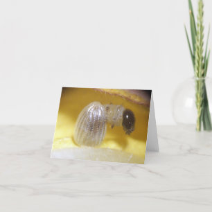 Tarjeta de nota de Caterpillar del monarca