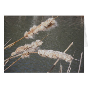 Tarjeta de nota de Cattails
