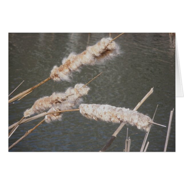Tarjeta de nota de Cattails (Anverso (Horizontal))