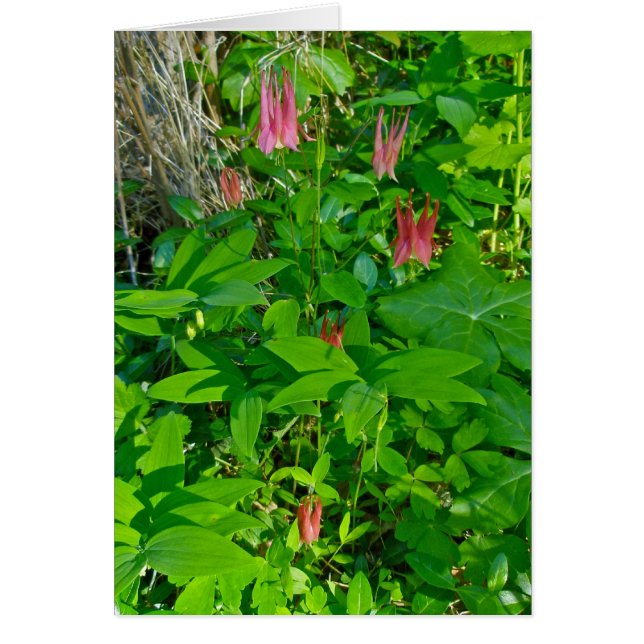 Tarjeta de nota de columna silvestre (Frente)