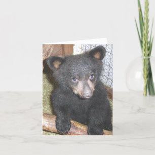 Tarjeta de nota de Cub de oso